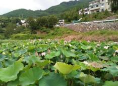 华丽农家乐