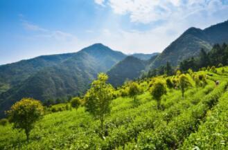 探秘临安龙门秘境：高山野茶的诗意之旅
