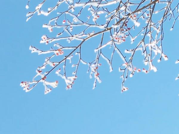 天空中落满雪花的树枝