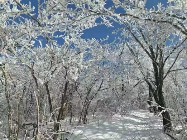 蓝天下的冰树枝