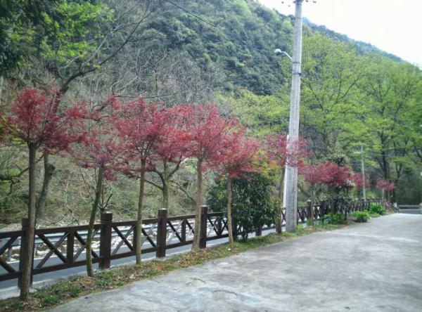红叶