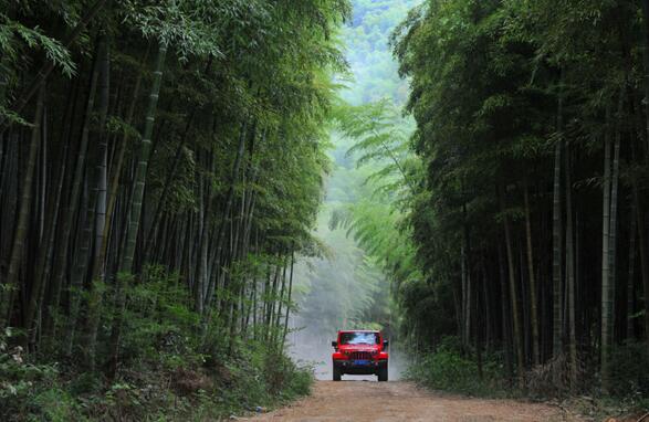 竹林车道