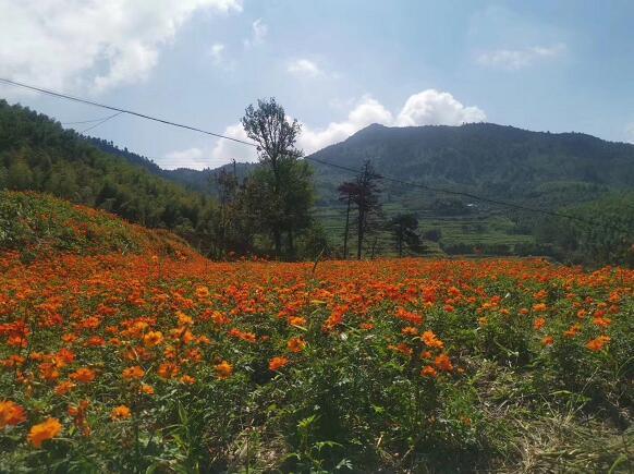 美丽的花朵