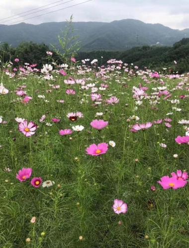 山野风光