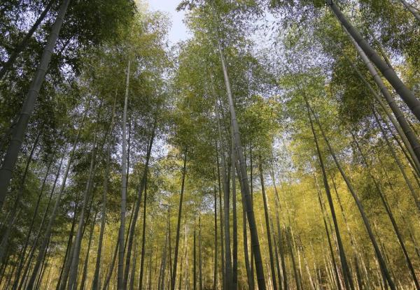 茂密的竹林