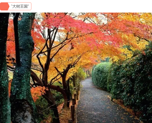 大树王国