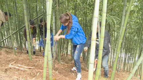 挖笋
