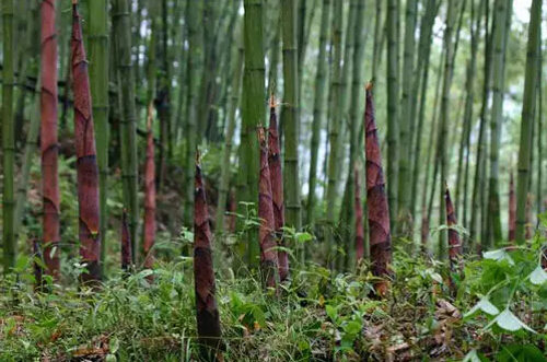 竹笋