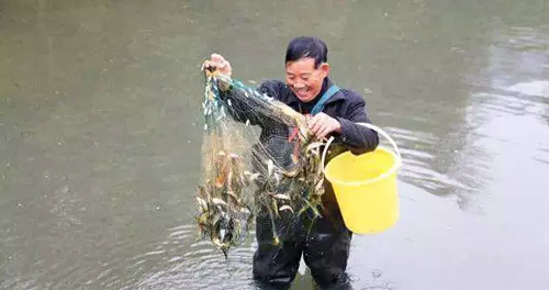 渔夫捕捞石斑鱼