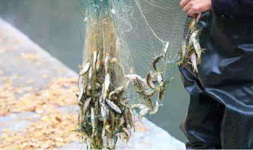 捕捞上来的石斑鱼