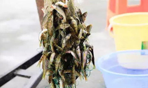 捕捞上来的石斑鱼