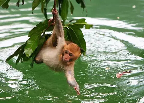 水上猴子