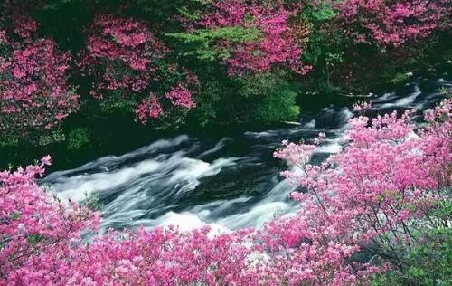 杜鹃花盛宴
