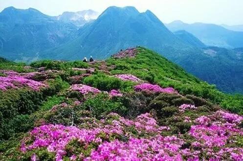 天目大峡谷的杜鹃花