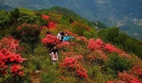 花季临安清明节我们一起去看杜鹃花吧