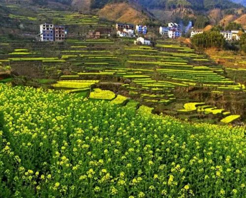 油菜花