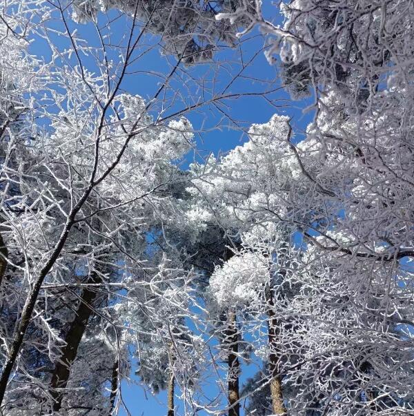 树上的雪