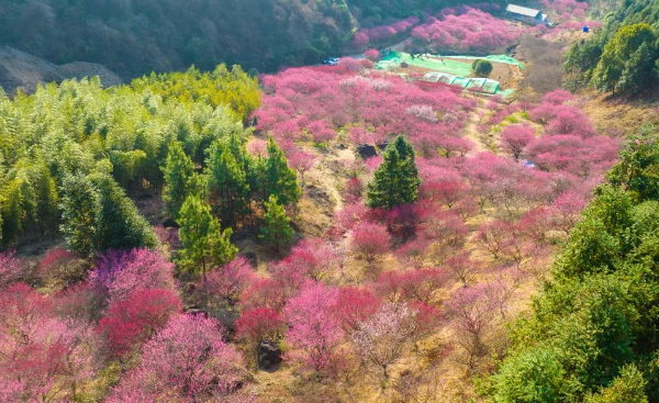 洪村梅花谷