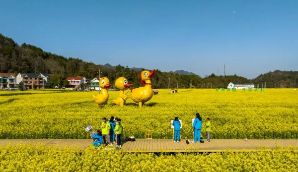 太阳镇油菜花