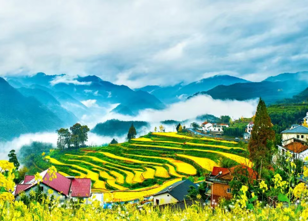 指南村油菜花